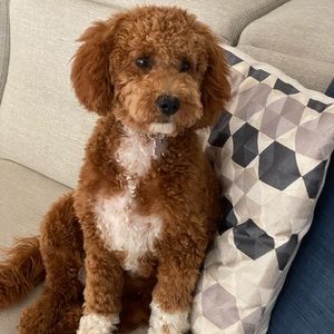 Meet your Posher, Laurel